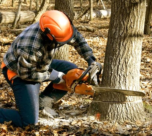 Tree Removal in Nicholasville, KY